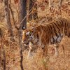 Pench 3